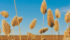 One analyst expects canaryseed to stay in the 18 to 22 cents per pound range. | File photo
