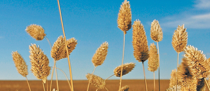 One analyst expects canaryseed to stay in the 18 to 22 cents per pound range.  |  File photo