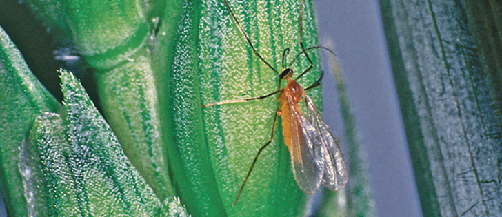Breeders hope that, by interspersing a wheat variety resistant to wheat midge with a regular variety, that midge offspring will be unable to reproduce — but proper stewardship is essential.  |  File photo