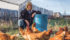 Sonja Harper tends the pastured poultry. Like her husband Brian, she is committed to improving the soil health and quality of food produced from their farm. | Sandy Black photo