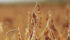 The average soybean yield for Manitoba is generally considered to be about 35 bu. per acre. | File photo