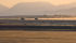Two combines work a field late in the evening near Western Feedlots west of High River, Alta.
| Mike Sturk photo