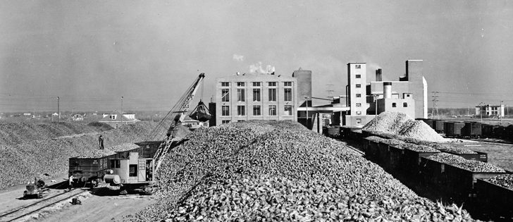 Sugar beets were piled in a field beside the Manitoba Sugar Company plant in a photo likely taken in the early 1950s.  |  File photo