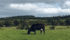 The Irish Cattle Breeding Federation is urging farmers to DNA test each animal and record performance, allowing the country to improve the quality of its national herd. | Barbara Duckworth photo