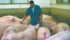 Pigs are not natural herd animals and prefer small groups, so the switch to open housing will require new management skills for hog barn workers. | File photo