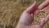 Feed expert says grain companies and feed mills have different ways of calculating protein. | File photo