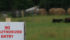 About 11,500 cattle were destroyed as part of the Canadian Food Inspection Agency's investigation and control measures and owners of those cattle received compensation. | File photo