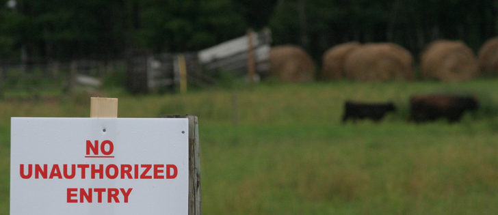 About 11,500 cattle were destroyed as part of the Canadian Food Inspection Agency's investigation and control measures and owners of those cattle received compensation. | File photo
