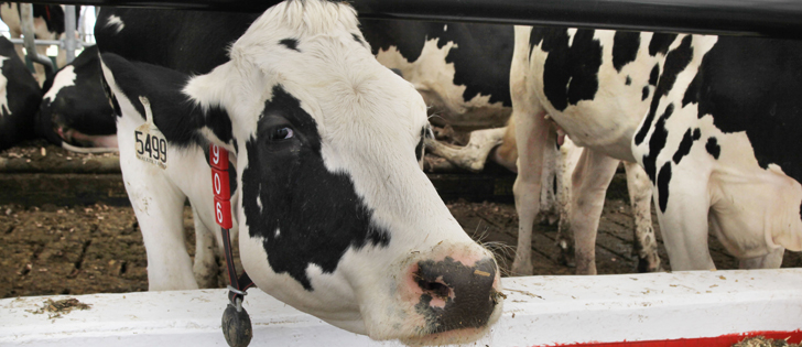 The most recent talks included a U.S. demand that Canada dismantle its supply management system for dairy, eggs and poultry within 10 years. | File photo