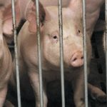 The U.S. based National Pork Producers Council was less politic in its response to WHO’s recommendation against preventive treatment, calling it “ill-advised and wrong.”
| File photo