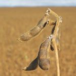 U.S. soybean yields have exceeded expectations but markets for protein and soybean meal are keeping pace. | File photo