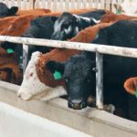 A U.S. Grains Council trade mission to Lethbridge last month promoted the use of American corn and distillers grain in feedlots. | File photo