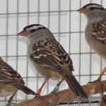Researchers at the University of Saskatchewan found that songbirds given small doses of imidacloprid
lost weight and lost their sense of direction, preventing them from migrating south.
| University of Saskatchewan photo