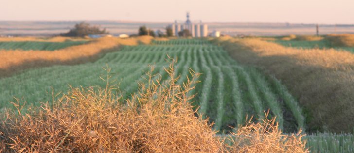 Ag industry leaders have told The Western Producer that oilseed crushers and grain elevator companies have become increasingly frustrated with the council, to the point that a couple of firms have contemplated leaving the organization. | File photo