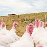 Emery Klein runs two flocks each of chickens and turkeys a year. They will be transported to Pigeon Lake Poultry Processing in Westerose, Alta. | Maria Johnson photo