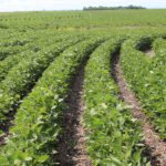 Farmers in Manitoba and Saskatchewan grew more than three million acres of soybeans this year. | File photo