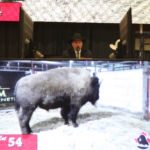 Auctioneer Brennin Jack appears over the screen at the Canadian National Bison Sale during Canadian Western Agribition. For the second year in a row the bison were filmed in their pens and shown to bidders by video.