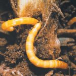 Fruit, vegetable and potato producers are the main users of imidacloprid, but prairie growers use it on wheat crops to control wireworm. | PMRA photo