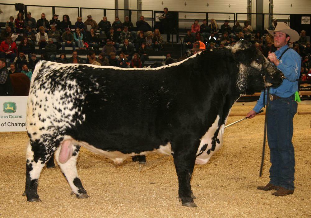 The grand champion Speckle Park bull at the Canadian Western Agribition show was the entry of Dustin McAleer of Unity, Sask. McAleer also won grand champion female.  |  Barbara Duckworth photo