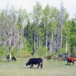 A proposed new grazing lease rate system in Alberta would be phased in over five years.  |  File photo