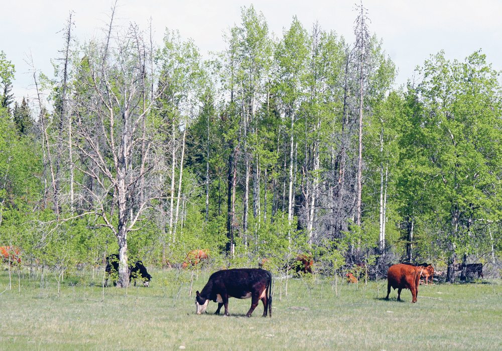 A proposed new grazing lease rate system in Alberta would be phased in over five years.  |  File photo