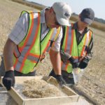 PAMI employees sift a sample of straw and canola seed at the research site in Portage la Prairie, Man. A sample of canola seed is collected during trials on swathing and straight cutting, including different desiccants, to determine if harvest methods change seed physiology and affect storage of canola seed. | PAMI photo