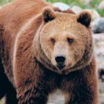 Grizzly bears can be shot in Alberta only if people feel their lives or other people’s lives are in danger. | File photo