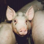 Following correct application and manure management practices is one way to reduce nutrient loading in waterways. | File photo