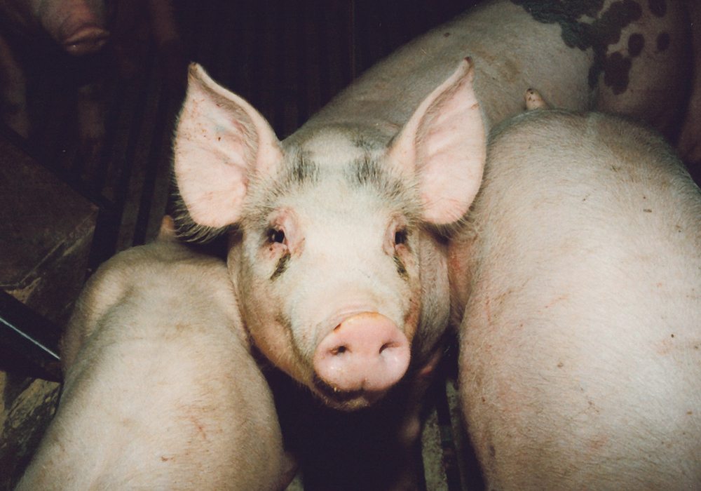 Following correct application and manure management practices is one way to reduce nutrient loading in waterways.  |  File photo