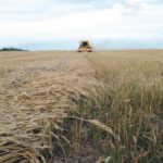 Two years of below normal protein in U.S. winter wheat has buyers offering premiums for high protein but stronger discounts for low protein. | File photo