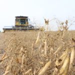 Marlene Boersch, managing partner with Mercantile Consulting Venture, said federal Agriculture Minister Lawrence MacAulay has been conspicuously quiet about Canada being blocked out of its top yellow pea market. | File photo