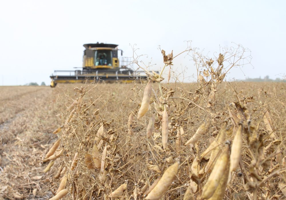 Marlene Boersch, managing partner with Mercantile Consulting Venture, said federal Agriculture Minister Lawrence MacAulay has been conspicuously quiet about Canada being blocked out of its top yellow pea market.  | File photo