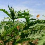 Health Canada currently prohibits growers from selling the leaves and flowers of hemp plants. Those parts of the plant can be used to make cannabinoids (CBD), compounds that provide pain relief and have anti-inflammatory properties. On Nov. 21, Health Canada announced that it plans to reverse that rule. | File photo
