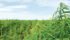 North Dakota farmers taking part in a pilot project faced regulatory hoops because industrial hemp still falls under the Controlled Substances Act in the United States. | File photo
