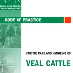 An updated code of practice for veal calves was released today by the Canadian Veal Association and the National Farm Animal Care Council. | Screencap via www.nfacc.ca
