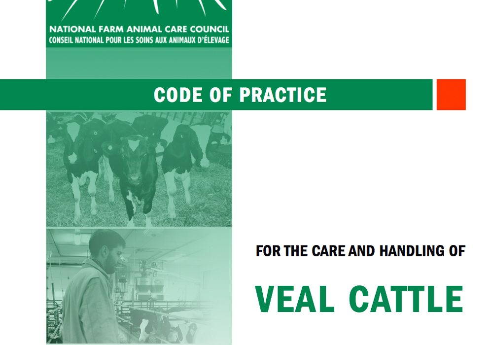 An updated code of practice for veal calves was released today by the Canadian Veal Association and the National Farm Animal Care Council. | Screencap via www.nfacc.ca