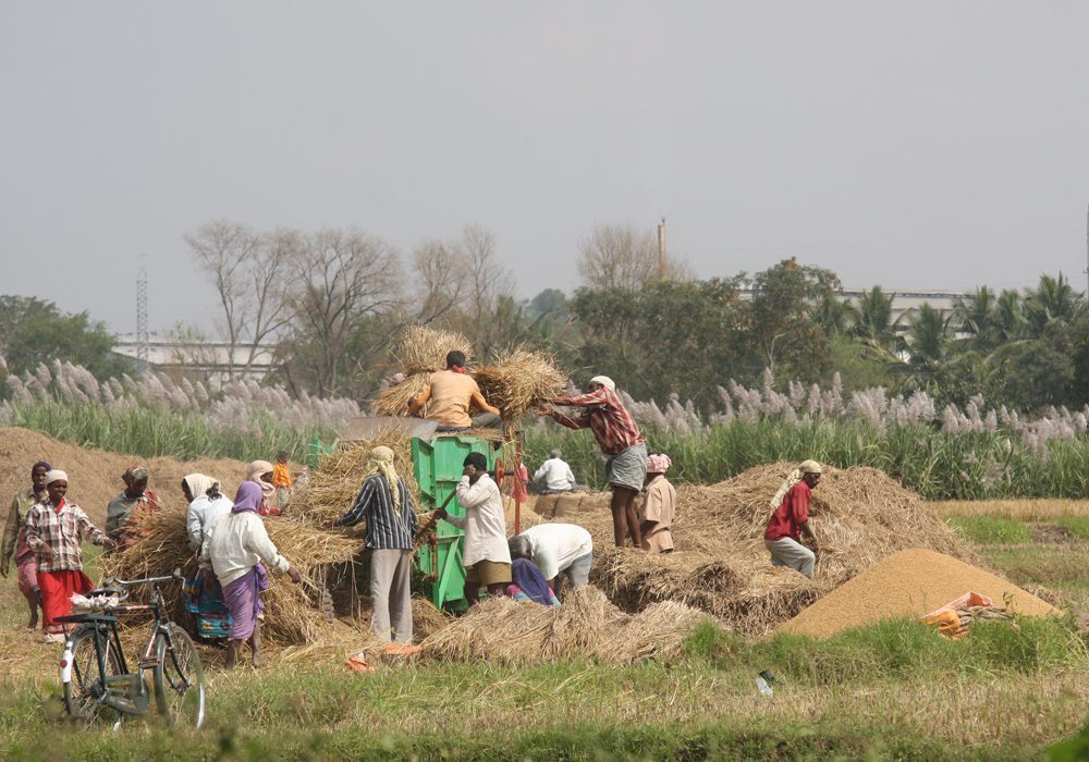 India's production of wheat and pulses is expected to jump in 2018 as a hike in the government's assured purchase prices and ample rainfall have prompted farmers to plant more of the winter crops, industry officials told Reuters. | File photo