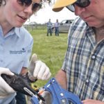 Kathy Larson shows Jerry Sopatyk from Meacham, Sask., how to take a DNA tissue sample from an ear to determine parentage at the Western Beef Development Centre’s summer field day in Lanigan, Sask., earlier this year. | William DeKay photo