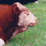 Bulls should be evaluated every year by a veterinarian and checked for overall health and soundness, as well as semen quality and motility. | File photo