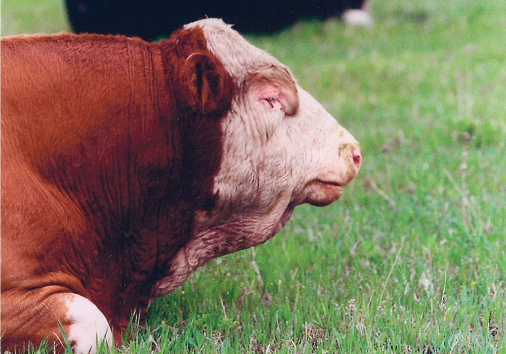 Bulls should be evaluated every year by a veterinarian and checked for overall health and soundness, as well as semen quality and motility.  |  File photo