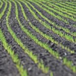 India’s 50 percent import duty on peas will likely reduce Canadian acres but one analyst expects the lower prices will attract new buyers.
| File photo