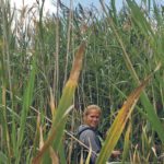 Nicole Skanderup of the County of Newell stands in a patch of Phragmites australis.
| Catherine Christensen/County of Newell photo