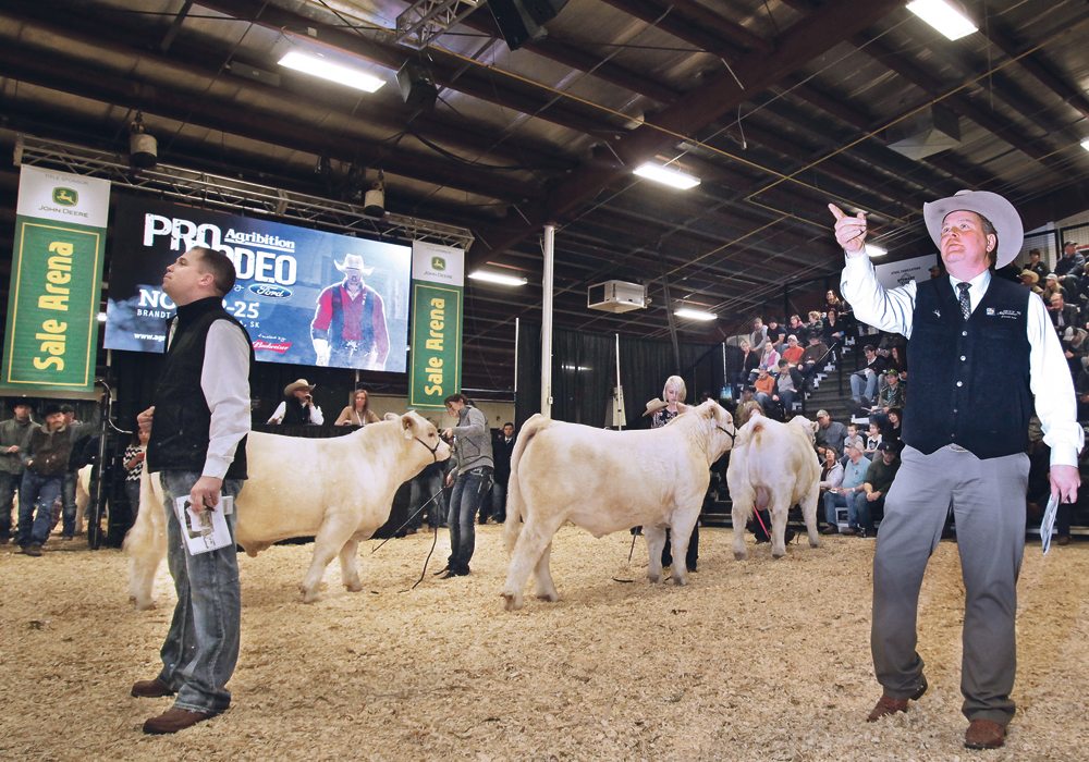 Serhienko Cattle Co. from Maymont, Sask., saw a pair of its Charolais bull calves bring $55,000 and $45,000, respectively, at Canadian Western Agribition’s Charolais sale in Regina. The two calves, SVY Wizard 707E and SVY Omaha 709, which are flushed sons of the reigning Miss World Charolais SVY Starstruck 409B, also from the Serhienko herd, and HRJ Crowd Favourite 515C from Weinbenders in Canora, Sask., topped the sale. The big indoor cattle show, held Nov.23, brought out larger-the-usual crowds, including more than 305 registered international buyers. The second calf went to a Mexican purchaser.  All told, the sale brought in $241,750.  |  Michael Raine photo