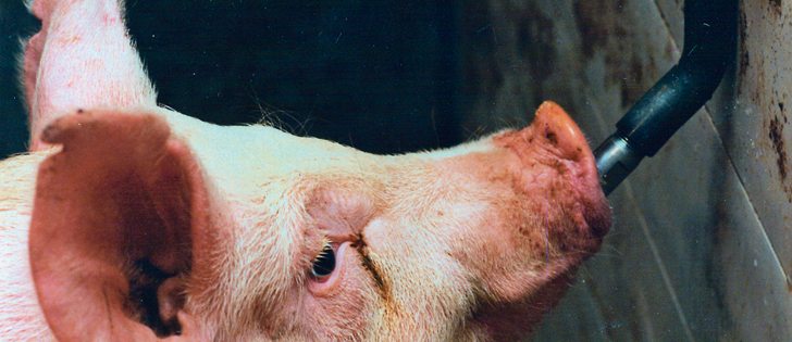 There’s significant pressure for farmers to reduce or control the use of antimicrobials on farms to control bacteria.  |  File photo
