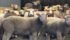CFIA feed guidelines put the maximum alkaloid content in feed for cattle, sheep and horses at two to three milligrams per kilogram. | File photo