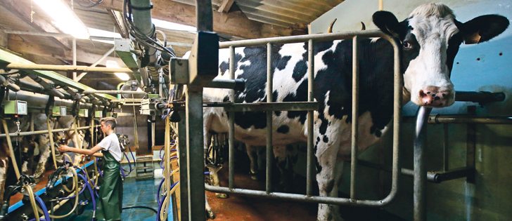 A dairy farmer milks cows at his farm in Saint-Colomban, France, earlier this year. The world’s dairy farmers met recently in Belfast, Northern Ireland, to talk about their industry at the World Dairy Summit.  |  REUTERS/Stephane Mahe photo