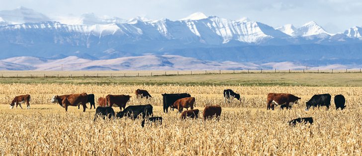 Cattle at the Longson ranch feed on corn in a field southwest of High River, Alta.  |  Mike Sturk photo