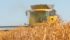 India’s government has imposed a 50 percent duty on peas and a 20 percent duty on wheat. | File photo
