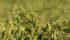 India mainly imports peas from Canada, Russia, the United States and France. Last year the country's pea imports jumped up 41 percent from the previous year to a record of 3.17 million tonnes, according to reports. | File photo