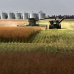 Canadian farmers harvested larger crops than expected this autumn, reaping record-large canola output and surprisingly big wheat and durum crops. | Michael Raine photo